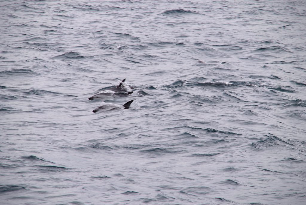 dusky_dolphins